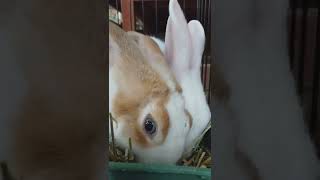 Watch Rabbits eating hay~