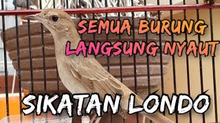 SEMUA BURUNG PASTI NYAUT ‼️pancingan paling ampuh untuk semua burung kicauan dengan SIKATAN LONDO ‼️