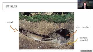3Rs Training Webinar: A Good Life for Laboratory Rodents? Lecture by Joanna Makowska, PhD, UBC & AWI