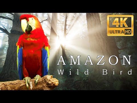 Amazon The Worlds Largest Tropical Rainforest Relaxation with Calming Music