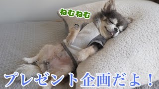 大切なお知らせ～プレゼント企画～