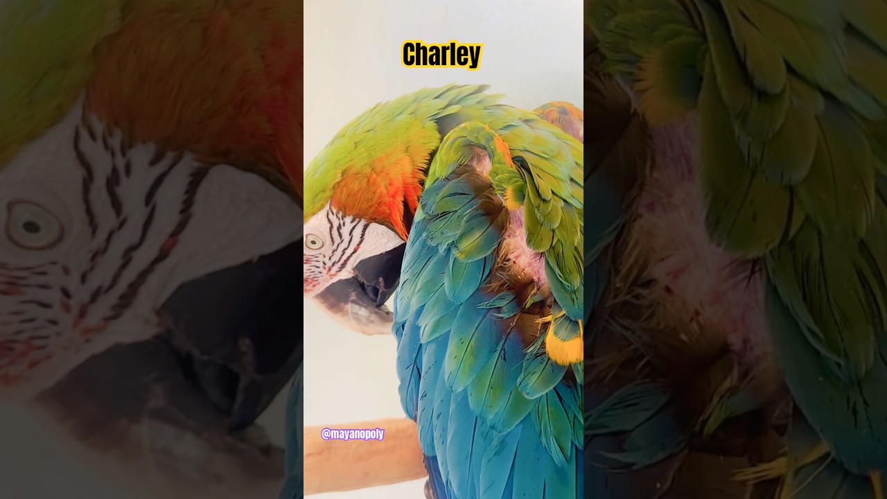 Shower🚿time ‘hellos’ happy Charley🥰 