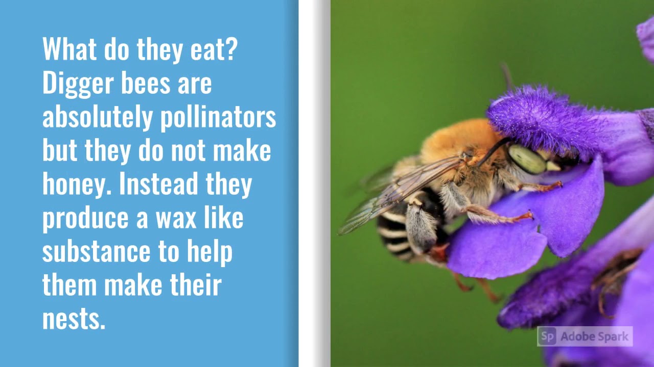 Sonoran Desert Digger Bees