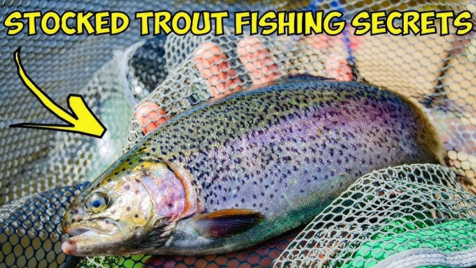 Top 5 Fall Trout Fishing Scents (and BONUS Secret Scent Options) 