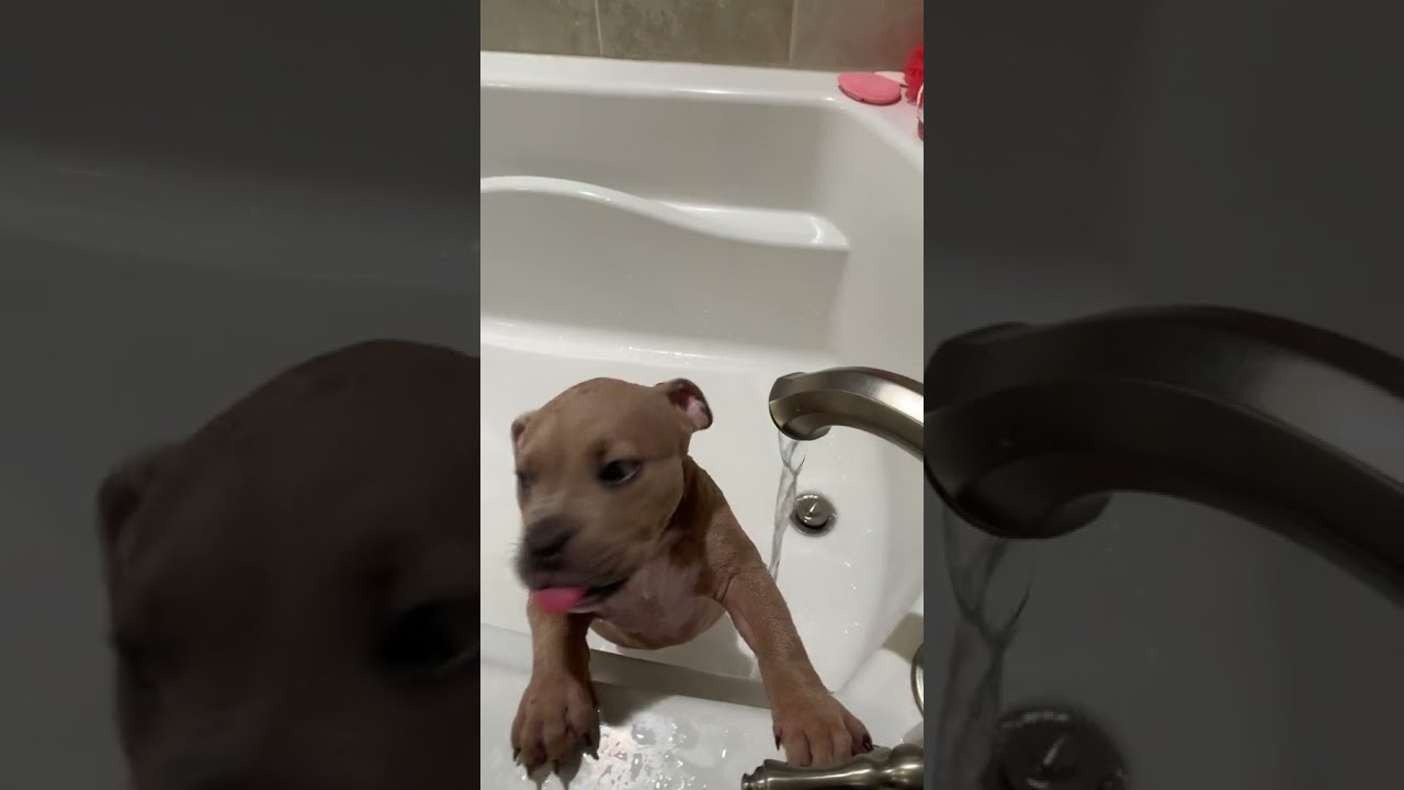 First american bully who likes to take a bath is mine YouTube