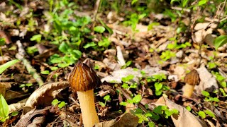 MOREL Mushroom Hunting! 2021
