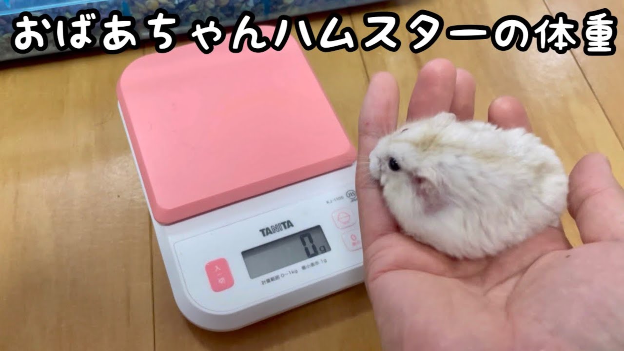 2歳半の高齢ハムスターの体重は？ - YouTube
