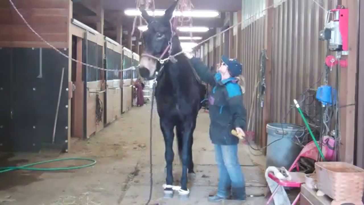 Bentley and Hershey first day with Saddle Hoist YouTube