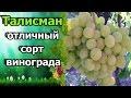 🍇В защиту сорта винограда «Талисман». Отзыв о сорте Талисман (Кеша 1).