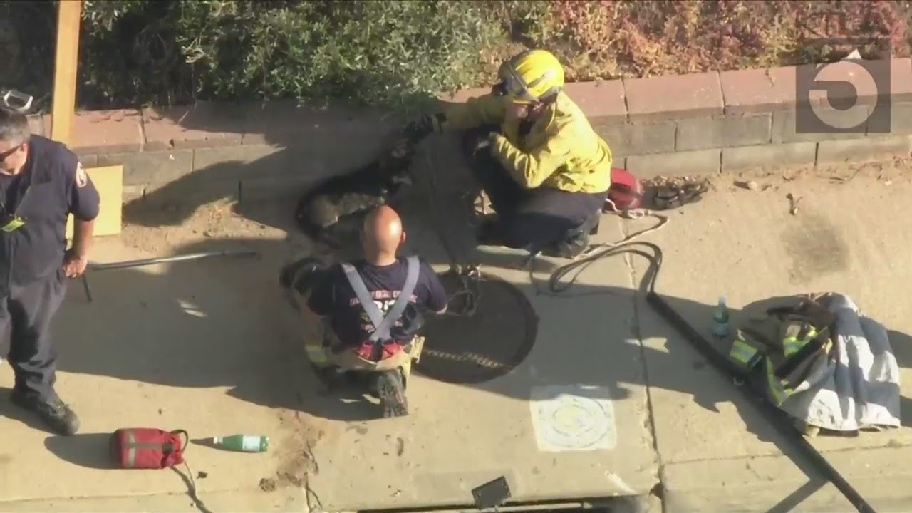 Crews rescue dog trapped in Los Angeles County sewer drain - YouTube