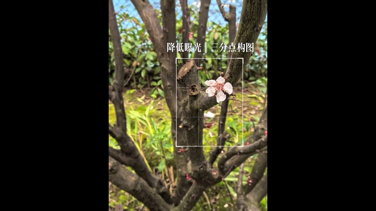 Capture Spring's Elegance: 3 Pro Flower Photography Techniques