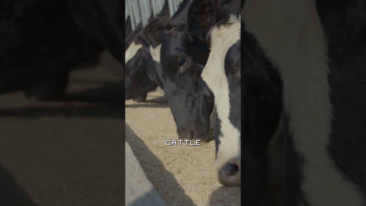 This is the difference between grass-fed and grain-fed beef