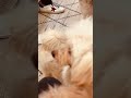 #dogshorts #shitzu_lover #toypoodle #cute #happiness #nocopyrightmusic