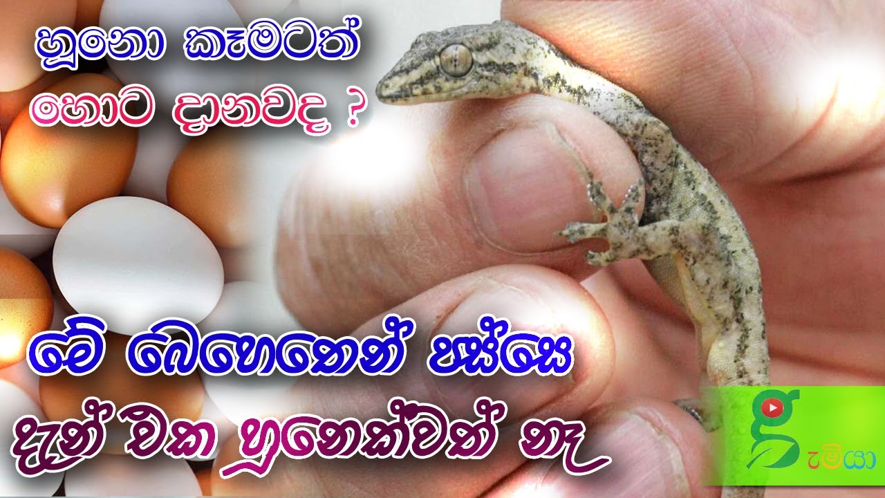165 හූනු සාත්තරේ -  ගෙදර හිටපු හූනො ටික වඳ කරලම දැම්මා how to get rid of sri lankan geckos
