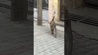 Download Lagu #funny #monkey #comedy #lucu #animals #youtubeshorts #trending MP3