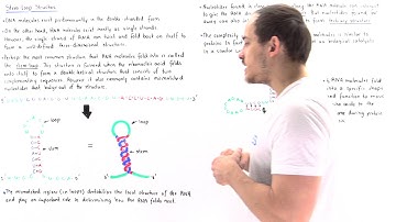 Stem-Loop Structure of RNA