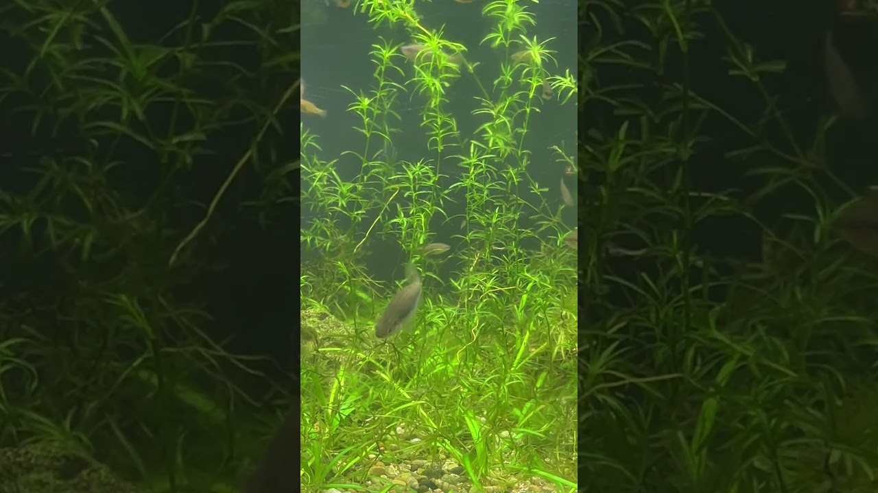 Xenotoca eiseni, An Endangered Goodeid!