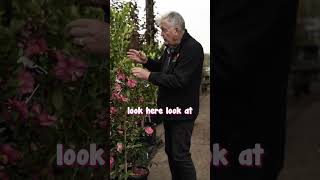 Camellia Hiryu Is Perfect As A Hedge Or Feature Plant