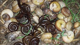 At night a snails and a millipedes out to eal the soft watermelon#millipedes#snails#insects# screenshot 2