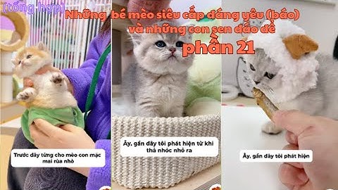 Những  bé mèo siêu cấp đáng yêu (báo) và những con sen đáo để phần 21||Yêu đời