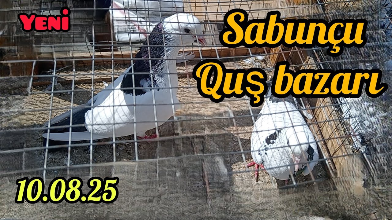 Sabunçu quş bazarı 10.08.2025 #sabuncuqusbazari #sabuncubazari #göyərçin #goyercin #bakiquslari 