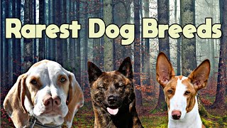 Top 10 Rare Dog Breeds In The World | Unknown Dog Breeds