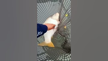 |Câu cá sông| - Lên hàng chem chép 4kg - Câu lục đầu cần cạnh lồng bè sông Thái Bình, Nam Sách