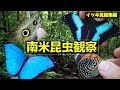 【最後に未公開シーン有】南米のジャングルに生きたモルフォチョウを昆虫観察に行く