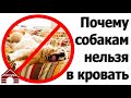 238. Почему нельзя пускать собаку в кровать? Можно ли собаке лежать на диване?