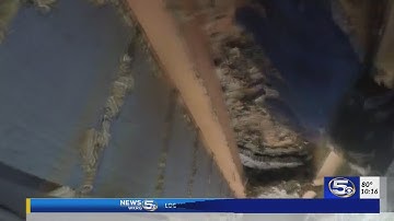 VIDEO: Yellowjacket Super Nest