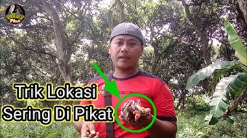 Cara Mikat Burung Di Lokasi Yang Sering Di Pikat Orang Lain
