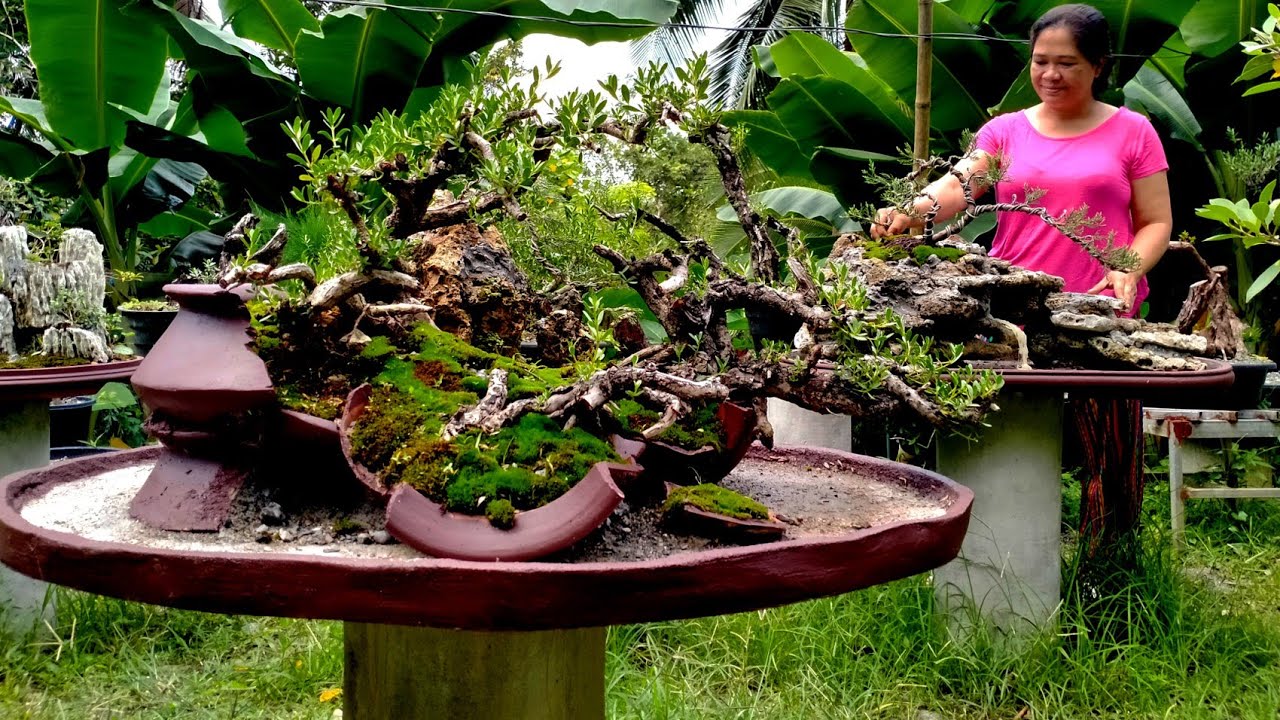 BONSAI IN THE PHILIPPINES, MAPAPA WOW KA SA GANDA NG COLLECTION NG VILMA'S BOTANICAL.😊