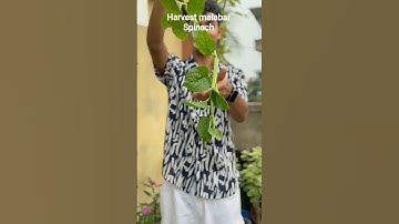 Harvest malabar spinach......#shorts #trending #youtubeshorts #shortvideo #short #ytshorts #youtube