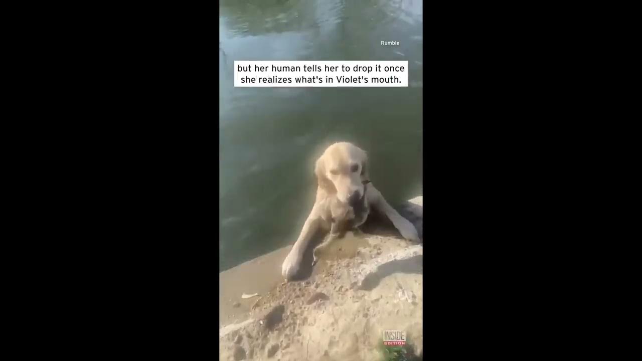Warum Tiere die besseren Menschen sind Hunde retten ihre Buddys YouTube