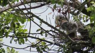 Green Heron and Chicks