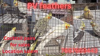 PV feathers  cocktail pairs for sales in salem