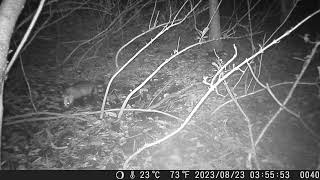 Japanese Raccoon Dog Wallowing in Response to the Badger's Marking | Japanese Badger Sett Diary #105 by sigma1920HD 6 views 8 days ago 3 minutes, 18 seconds