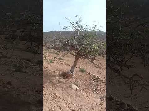 أشجار تحدثنا أن هناك حياة في ذلك المنزل يوما ما