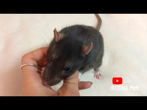 Можно крысам детское питание? 🐀