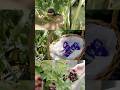 Harvesting in my garden. 庭で収穫. #暮らし #gardening #家庭菜園ライフ