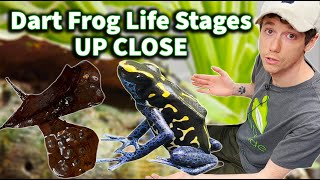 The Life Cycle of Dart Frogs