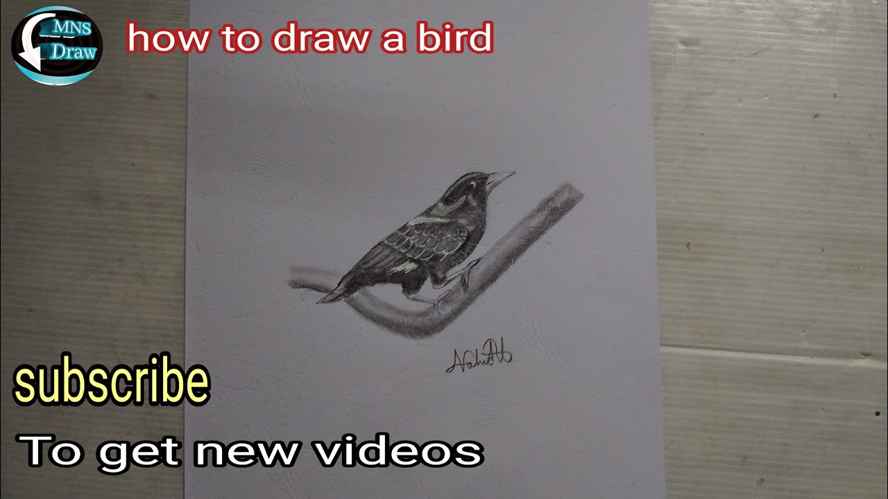 how to draw a bird. YouTube