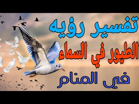 فيديو: ماذا يعني عندما تدور الطيور في السماء؟