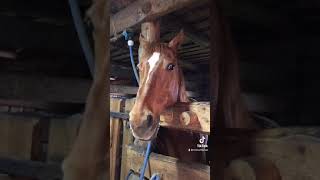 Лошадь в конюшне Скарлетт Shorts Horse Animal Fun Video 2021