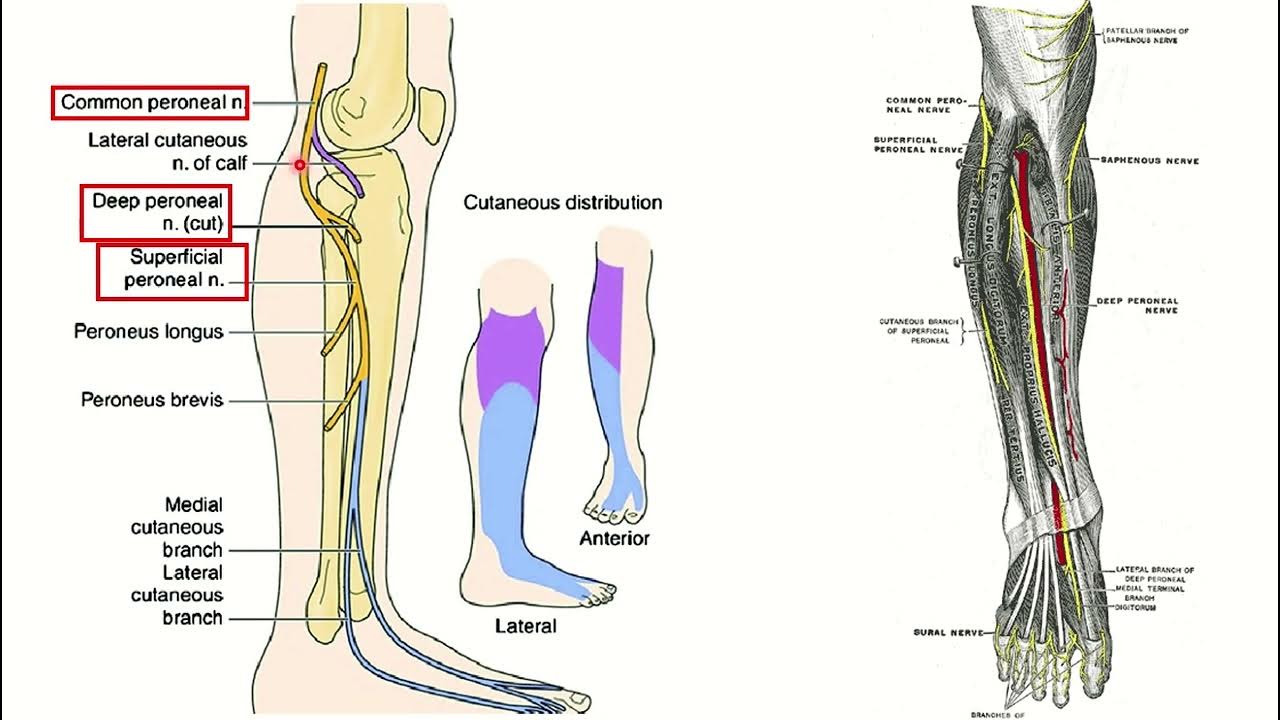 Common peroneal nerve bifurcation MRCS question solve (CRACK MRCS