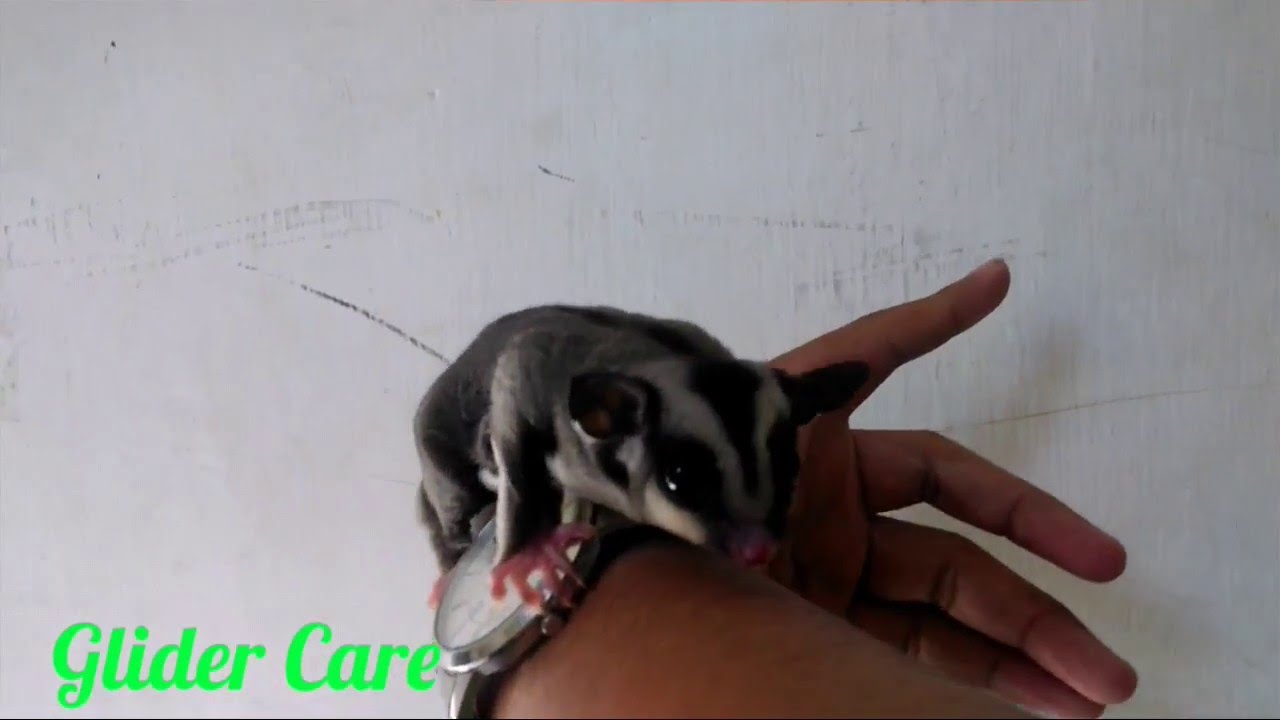 Adopt Sugar Glider