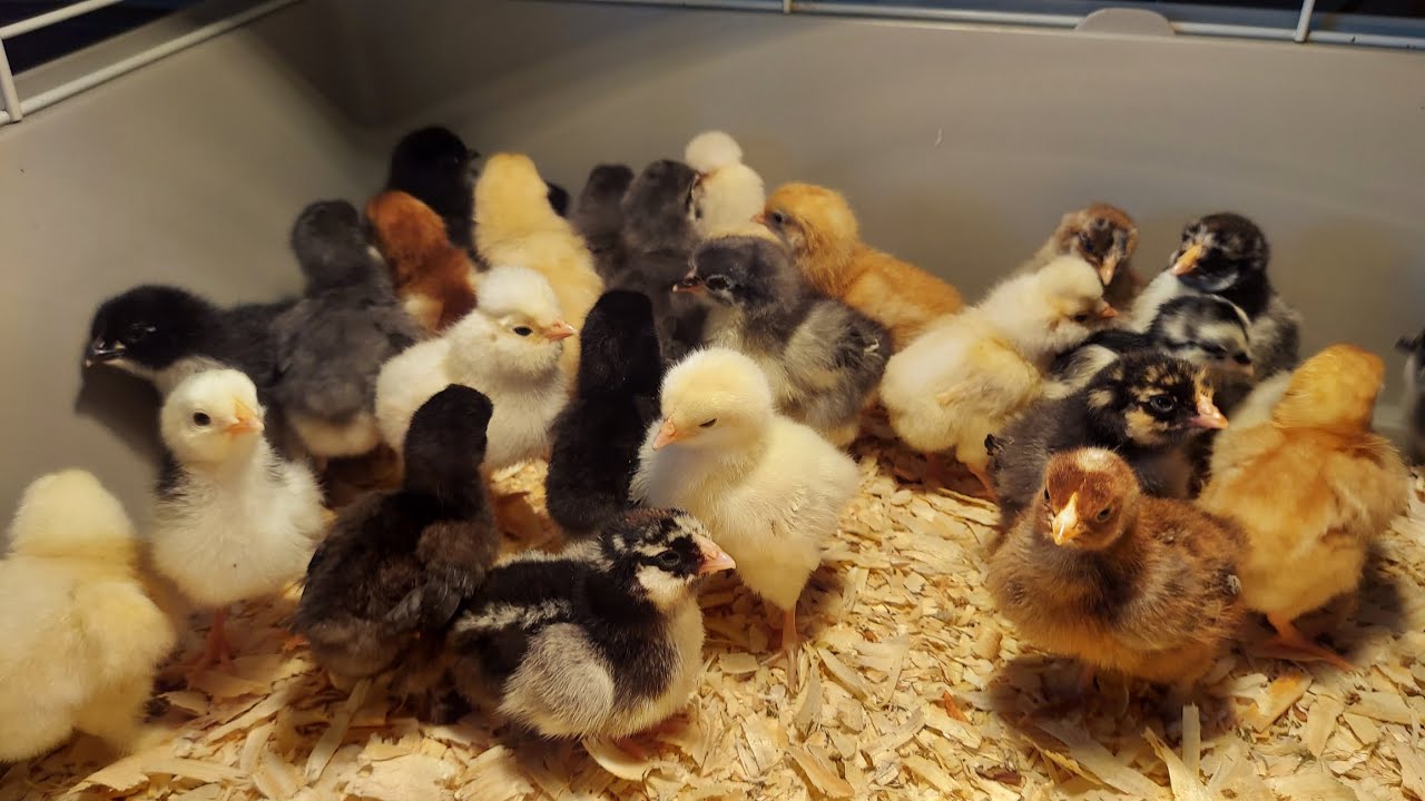 LOOK AT ALL THEM CHICKENS! 🐥🐣 - YouTube