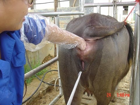 Inseminacion Artificial En Bovinos Download