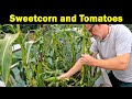 Sweetcorn and Tomatoes | Harvesting Corn | Digging Over | Green Side Up