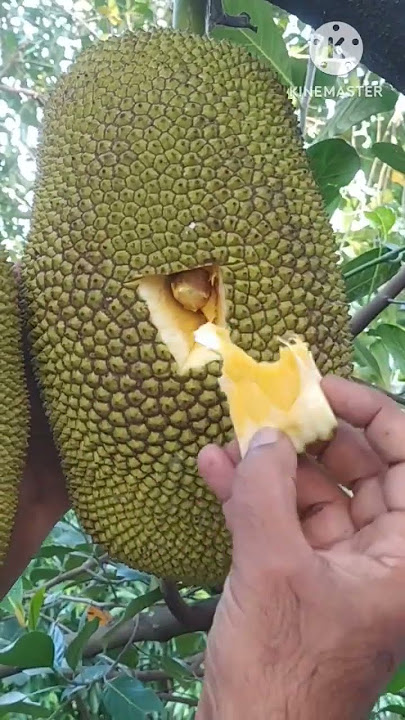 Tasty Jackfruit | Varika Chakka #shots #jackfruit